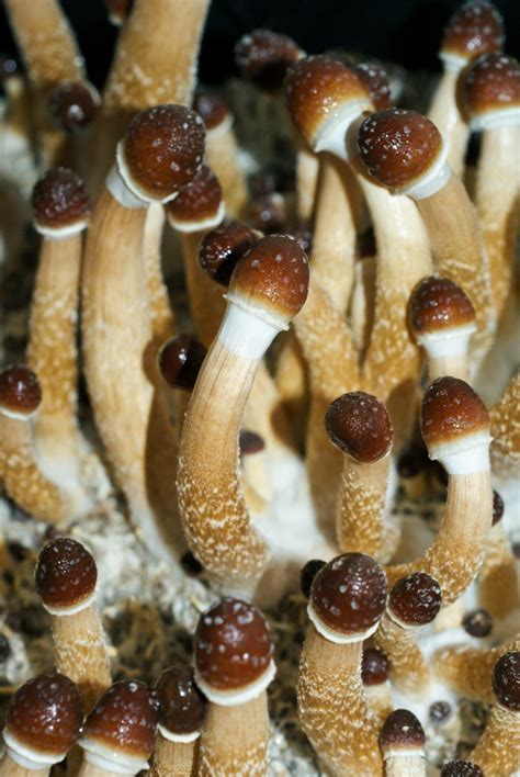 cubensis sporen|Magic Mushroom Spores: Cubensis + More. Shop at。